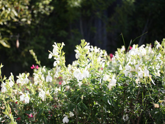 Vestibulum eu dui eget diam