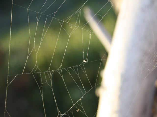 Etiam placerat ipsum porttitor ipsum